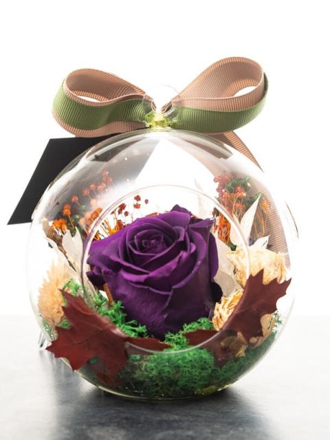 Purple preserved rose in a glass dome