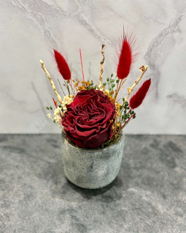 Red preserved rose in a ceramic pot