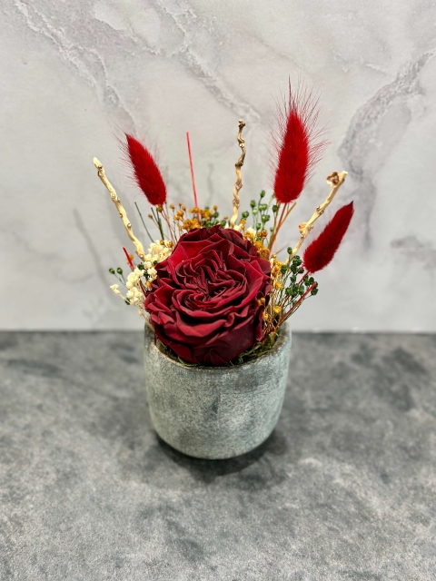 Red preserved rose in a ceramic pot