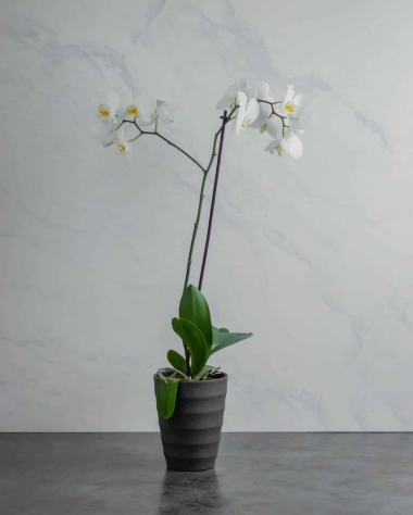 ORCHID WHITE