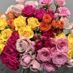 SPRAY ROSES - MINI ROSES